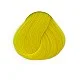 צהוב זועק - BRIGHT DAFFODIL צהוב זועק - BRIGHT DAFFODIL