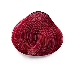 צבעוני מגנטה - TULIP