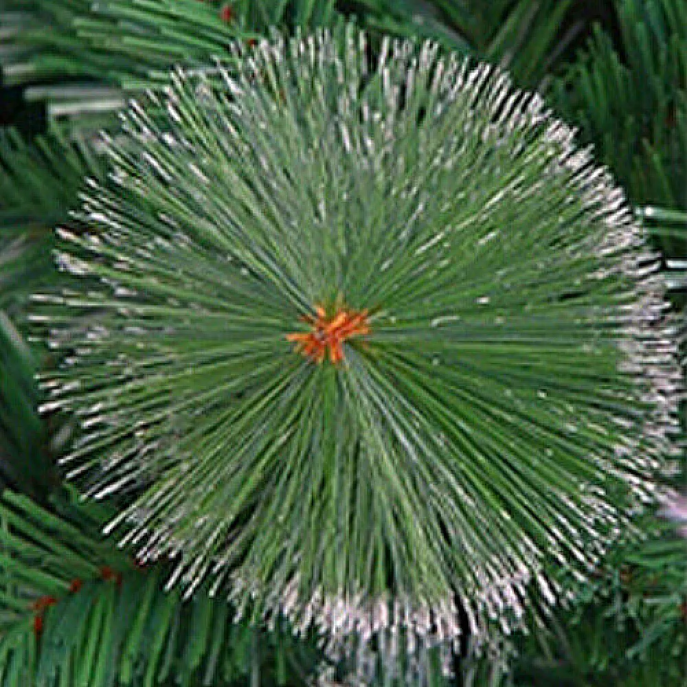 עץ אשוח 1.20 מ\' מושלג