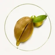 שמן אגס קוצני